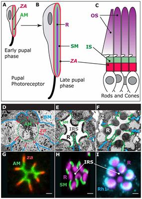 PAR-Complex and Crumbs Function During Photoreceptor Morphogenesis and Retinal Degeneration